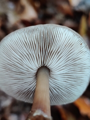 Rhodocollybia asema