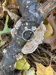 Peniophora incarnata