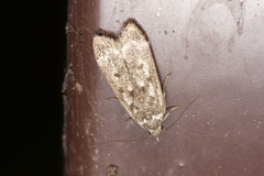 Anacampsis