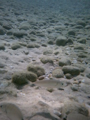 Caranginae
