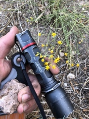 Gutierrezia californica