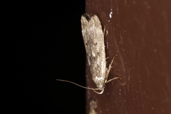 Anacampsis