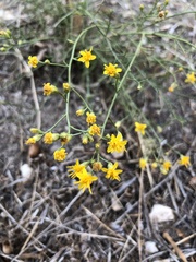 Gutierrezia californica