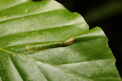 Phyllonorycter maestingella