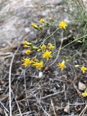 Gutierrezia californica
