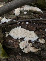 Basidioradulum radula