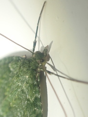 Tatosoma monoviridisata