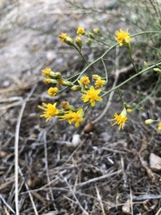 Gutierrezia californica