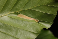 Phyllonorycter maestingella