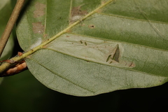 Phyllonorycter maestingella