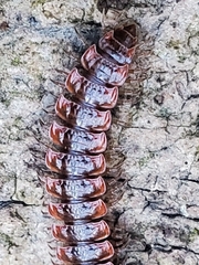 Pseudopolydesmus