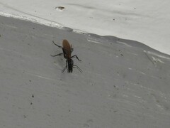 Camponotus mirabilis