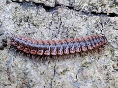 Pseudopolydesmus