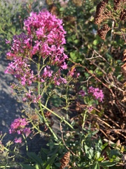 Centranthus ruber