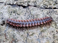 Pseudopolydesmus