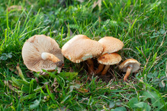 Pholiota lucifera
