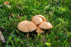 Pholiota lucifera