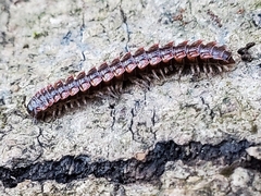 Pseudopolydesmus