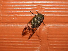 Cicadomorpha