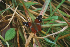 Hypanartia