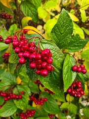 Cotoneaster bullatus