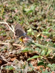 Hemiargus ceraunus astenidas