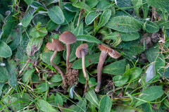 Dermoloma phaeopodium