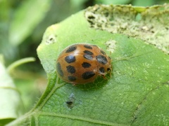 Epilachna tredecimnotata