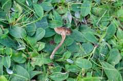 Dermoloma phaeopodium