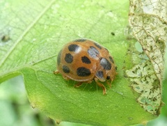 Epilachna tredecimnotata