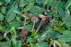 Dermoloma phaeopodium