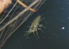 Asellus aquaticus