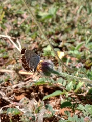 Hemiargus ceraunus astenidas