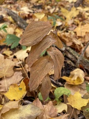 Uvularia grandiflora