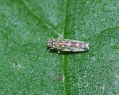 Eupteryx calcarata
