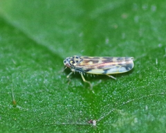 Eupteryx calcarata