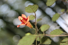 Rhabdothamnus solandri