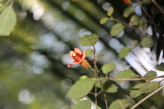 Rhabdothamnus solandri