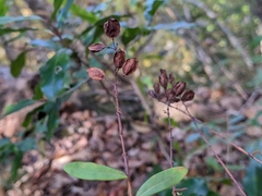 Hypericum hypericoides
