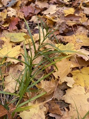 Carex muskingumensis