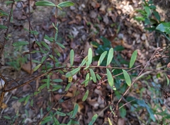 Hypericum hypericoides
