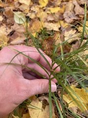 Carex muskingumensis