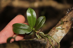 Drymoanthus adversus