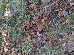 Hypericum hypericoides