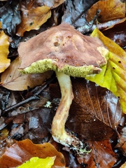 Xerocomus ferrugineus