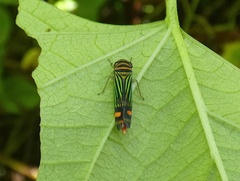 Dilobopterus lineosus