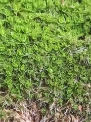 Tortula muralis