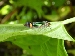 Dilobopterus lineosus