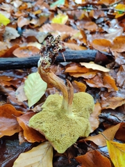 Xerocomus ferrugineus