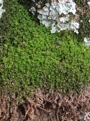 Tortula muralis